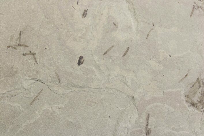 Crane Fly (Tipulidae) Mortality Plate - Green River Formation #377051